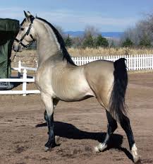 Discover more posts about buckskin horse. Buckskin Vtwctr