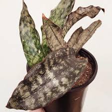 Image result for Sansevieria kirkii