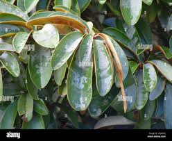 Image result for Englerophytum