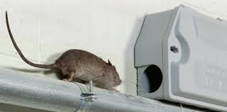 Rodent Control | Mice & Rat Exterminator In Mesa AZ | JS Pest Control