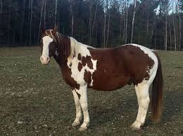 Black And White Horse Names 35 Brown And White Horse Names Brown And White Horse Horse Names Horses