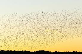 نتیجه جستجوی لغت [flock] در گوگل