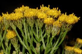 Image result for Phymaspermum