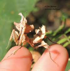It is sometimes known as the king of all mantids for the obvious reason; Idolomantis Diabolica Sale Devil Flower Mantis Back In Stock Usmantis