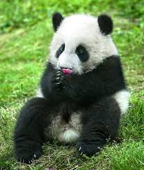 Cute Panda Giant Panda Panda Bear Panda