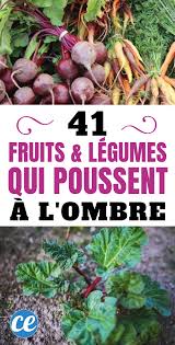 Epingle Sur Plantes Et Jardinage