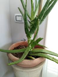 Image result for Aloe arborescens