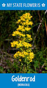 Hometalk State Flowers Old Fields Nebraska Nebraska State