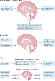The follow visual details where all cells originate. Neuronal Regulation Of Immunity Why How And Where Nature Reviews Immunology