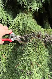 Image result for thuja drying out dead dried symptoms)