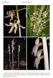 Image result for Epipogium roseum