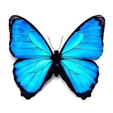 Beautifull Blue Butterfly Tattoo Design Blue Butterfly Tattoo Butterfly Watercolor Butterfly Drawing In this design we used a burnt orange color for the top and a lighter orange for the bottom. beautifull blue butterfly tattoo design