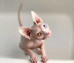 You'd expect a cat breed with the name sphynx to be from egypt, but in fact, this hairless breed originated in canada. My Daughter Researched That A Sphynx Is The Best Cat For Our Family And Although I Was Hesitant At First She Was Right Bored Panda