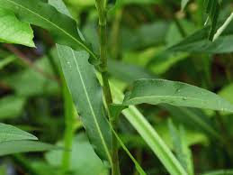 Image result for Persicaria barbata