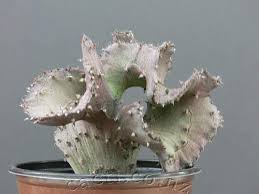 Image result for Ceropegia gracilior