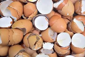 Eggshell Problems Causes And Cures Community Chickens