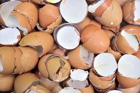 eggshell problems causes and cures community chickens