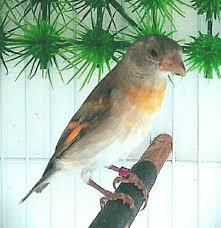 Burung kenari yorkshire ys jantan. Daftar Harga Burung Kenari Terbaru Dan Terlengkap Tahun 2020