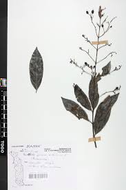 Image result for Pouchetia