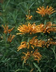 Image result for Leonotis decadonta