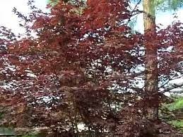 Maybe you would like to learn more about one of these? Acer Palmatum Emperor 1 Emperor 1 Japanese Maple Youtube