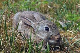 Bunny crouching in grass image - Free stock photo - Public Domain ...