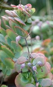 Image result for Kalanchoe glaucescens