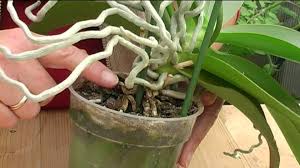 How to take care of orchids. How To Grow Orchids Youtube
