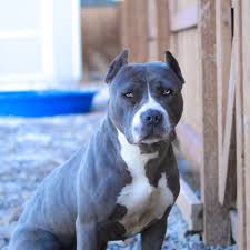 I'm looking for a nice family that can give me lots of love and attention. 9 Things You Should Nose About The Blue Nose Pitbull Animalso
