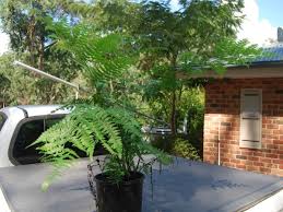 Image result for Pellaea angulosa