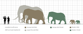Free Free 98 African Elephant Svg SVG PNG EPS DXF File