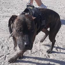 ONLINE PEDIGREES :: [651996] :: CH ARES 3XW 2BIS