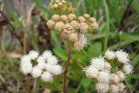 Image result for Ageratinastrum