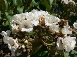 Image result for Cordia afra