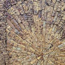 Image result for Albizia odoratissima