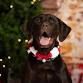 Holiday Pet Photos event image