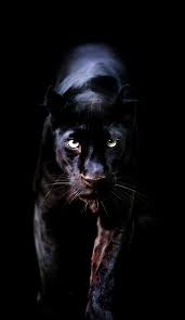 Pin By Lovin Life On Animal Planet Black Jaguar Animal Wild Animal Wallpaper Jaguar Animal