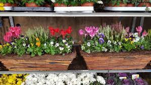 Find this pin and more on ~ireland~ by islandclb. Hanging Ratten Baskets Filled Planters Flowers Baskets Window Box For Sale In Naas Kildare From Harry Donohoe