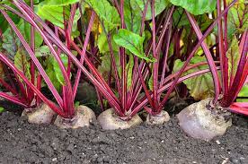 Rocks, clay, and anything that can interfere with. How To Grow Beets In Your Garden Just Beet It