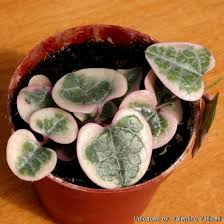 Image result for Ceropegia linearis