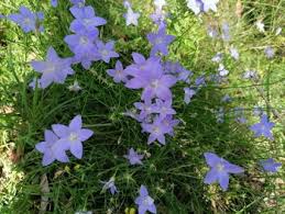 Image result for Wahlenbergia abyssinica
