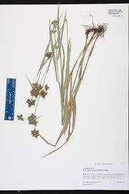 Image result for Fuirena obcordata