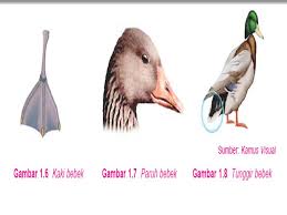 Maybe you would like to learn more about one of these? 5500 Gambar Kaki Hewan Bebek Gratis Terbaik Gambar Hewan