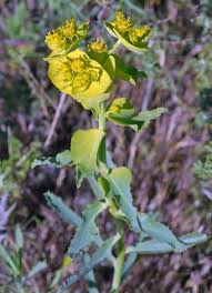 Image result for Euphorbia serratifolia
