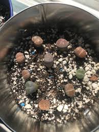 Cactus mix is soil specially designed for growing cactus. What Growing Medium Is Everyone Using I Have A Mixture Of Cacti And Succulent Soil Gravel Perlite And Sand I Ve Been Told That They Should Only Be Grown In Sand Lithops