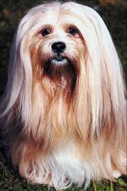 When Is A Lhasa Apso Dog Fully Grown Pets