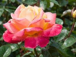 Maybe you would like to learn more about one of these? Rose Care Checklist Chicago Botanic Garden