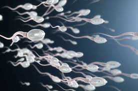 Di dalam fiqih najis dikelompokkan dalam 3 kategori, yakni najis mukhaffafah, najis mutawassithah, dan najis mughalladhah. Apakah Air Mani Atau Sperma Najis Bimbinganislam Com