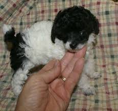Black And White Parti Toy Poodle Toy Parti Poodles Get Tiny Toy Poodles For Sale 803 222 0730 Parti Poodle Poodle Poodle Puppy