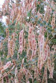 Ovens Wattle Seed Pods Flower Essences Australian Flowers